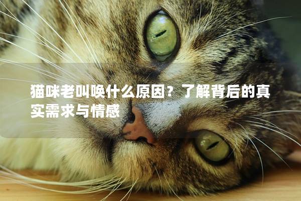 猫咪老叫唤什么原因？了解背后的真实需求与情感