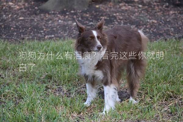 狗狗为什么有泪痕？看完这些你就明白了