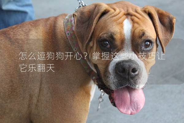 怎么逗狗狗开心？掌握这些小技巧让它乐翻天