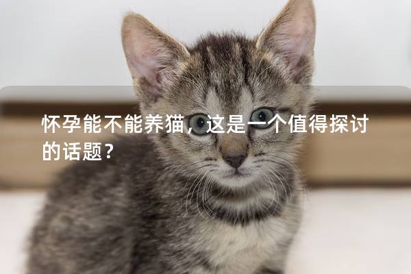 怀孕能不能养猫，这是一个值得探讨的话题？