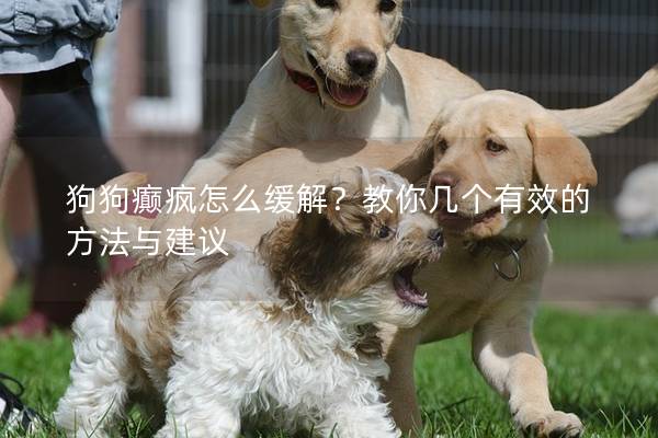 狗狗癫疯怎么缓解？教你几个有效的方法与建议