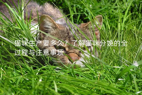 猫咪生产要多久？了解猫咪分娩的全过程与注意事项