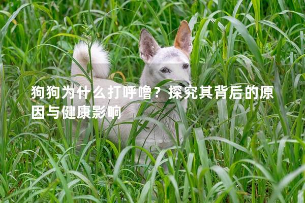 狗狗为什么打呼噜？探究其背后的原因与健康影响