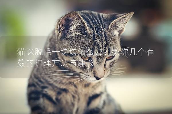 猫咪脱毛一块块怎么办？教你几个有效的护理方法与建议
