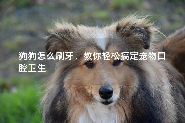 狗狗怎么刷牙，教你轻松搞定宠物口腔卫生