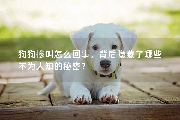 狗狗惨叫怎么回事，背后隐藏了哪些不为人知的秘密？