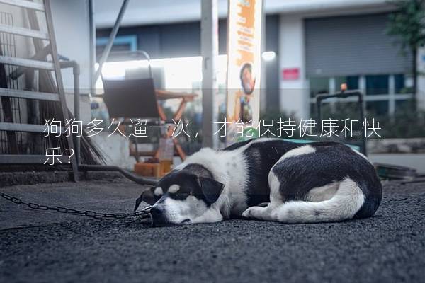 狗狗多久遛一次，才能保持健康和快乐？