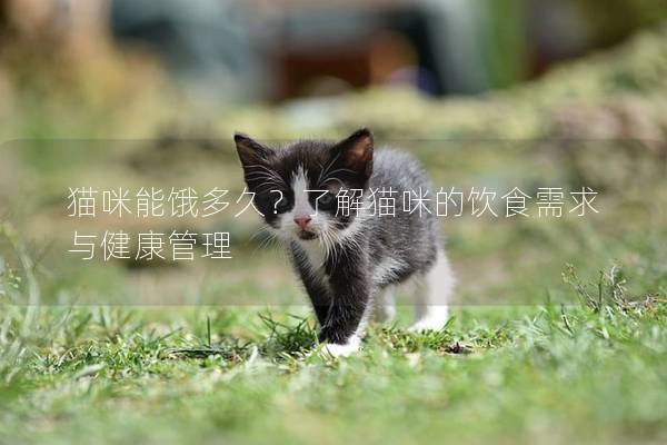 猫咪能饿多久？了解猫咪的饮食需求与健康管理
