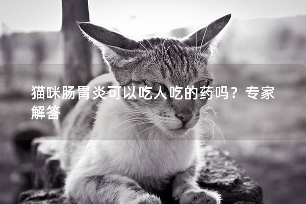 猫咪肠胃炎可以吃人吃的药吗？专家解答