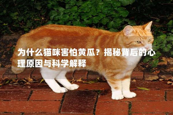 为什么猫咪害怕黄瓜？揭秘背后的心理原因与科学解释