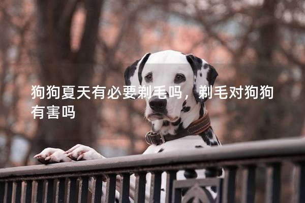 狗狗夏天有必要剃毛吗，剃毛对狗狗有害吗