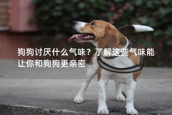 狗狗讨厌什么气味？了解这些气味能让你和狗狗更亲密