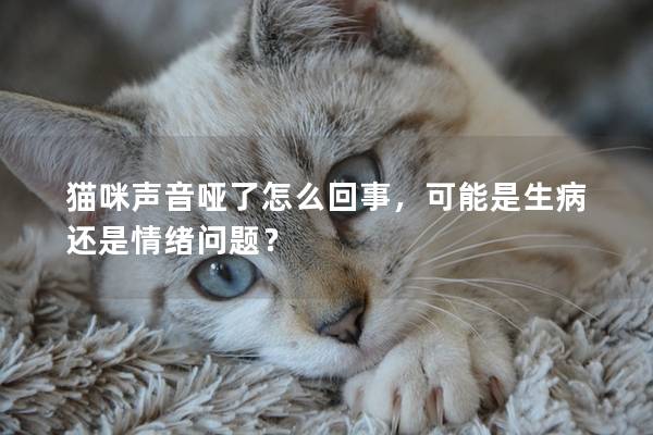 猫咪声音哑了怎么回事，可能是生病还是情绪问题？