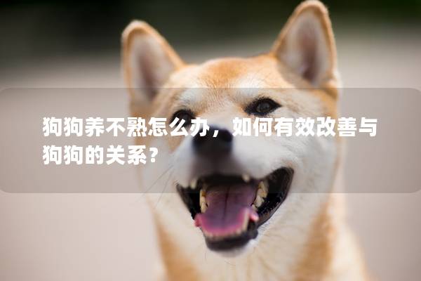 狗狗养不熟怎么办，如何有效改善与狗狗的关系？