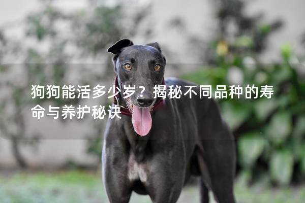 狗狗能活多少岁？揭秘不同品种的寿命与养护秘诀