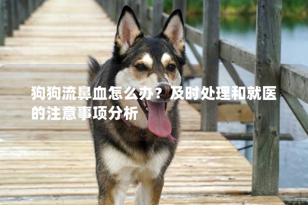 狗狗流鼻血怎么办？及时处理和就医的注意事项分析