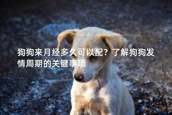 狗狗来月经多久可以配？了解狗狗发情周期的关键事项