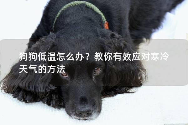 狗狗低温怎么办？教你有效应对寒冷天气的方法