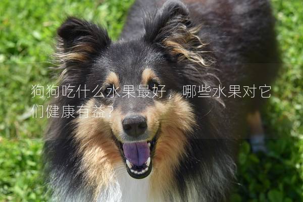 狗狗吃什么水果最好，哪些水果对它们健康有益？