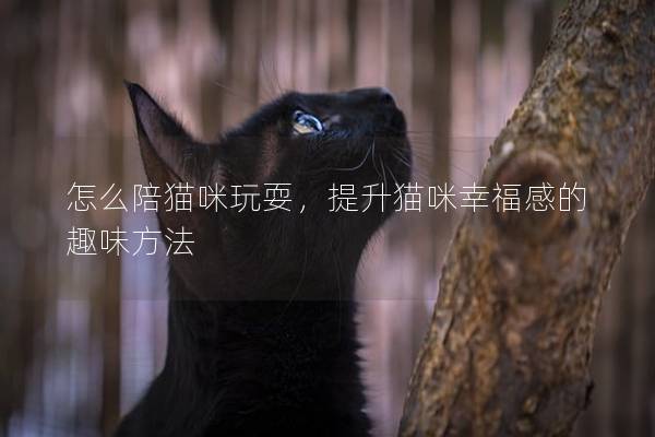 怎么陪猫咪玩耍，提升猫咪幸福感的趣味方法