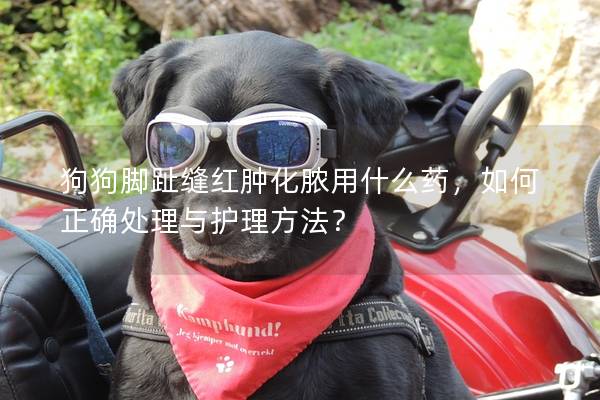 狗狗脚趾缝红肿化脓用什么药，如何正确处理与护理方法？