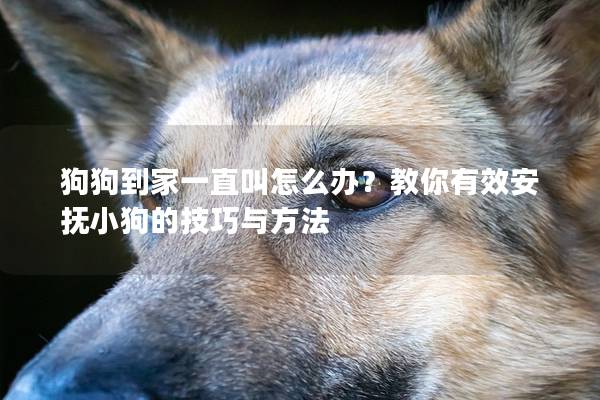 狗狗到家一直叫怎么办？教你有效安抚小狗的技巧与方法