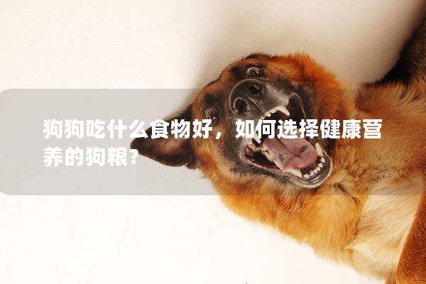 狗狗吃什么食物好，如何选择健康营养的狗粮？