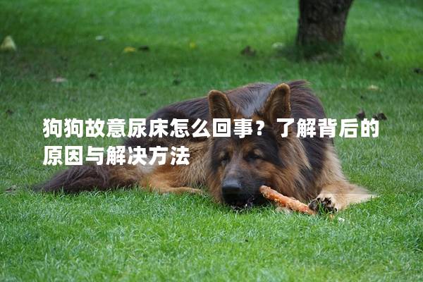 狗狗故意尿床怎么回事？了解背后的原因与解决方法