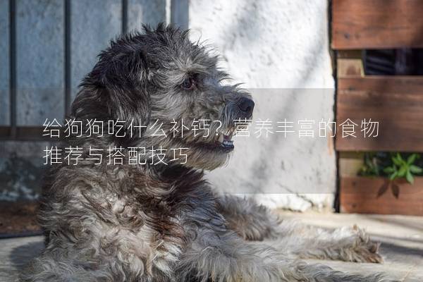 给狗狗吃什么补钙？营养丰富的食物推荐与搭配技巧