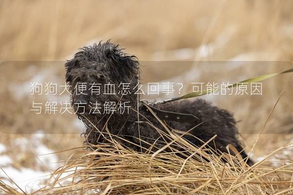 狗狗大便有血怎么回事？可能的原因与解决方法解析