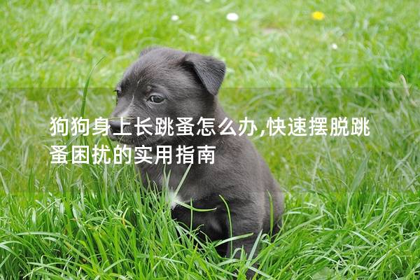 狗狗身上长跳蚤怎么办,快速摆脱跳蚤困扰的实用指南