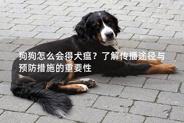 狗狗怎么会得犬瘟？了解传播途径与预防措施的重要性