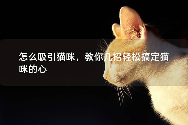 怎么吸引猫咪，教你几招轻松搞定猫咪的心