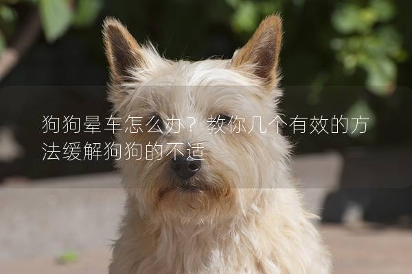 狗狗晕车怎么办？教你几个有效的方法缓解狗狗的不适