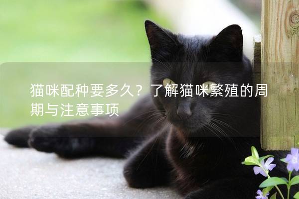 猫咪配种要多久？了解猫咪繁殖的周期与注意事项