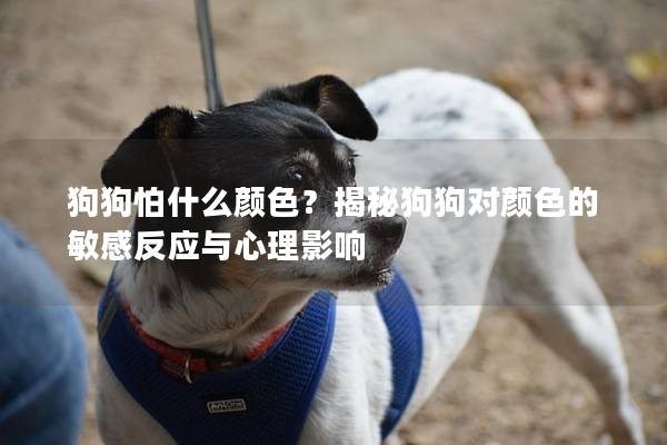 狗狗怕什么颜色？揭秘狗狗对颜色的敏感反应与心理影响