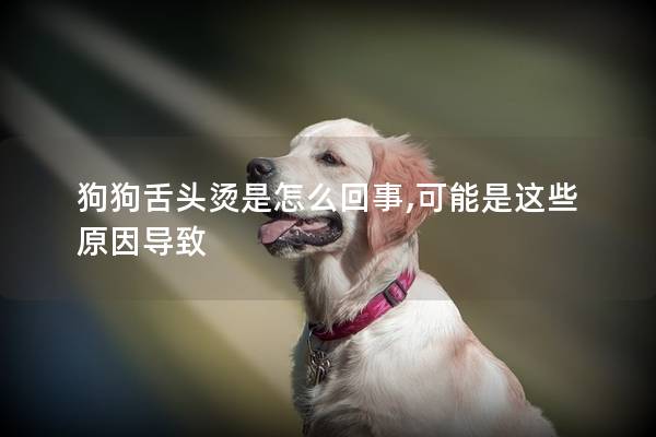 狗狗舌头烫是怎么回事,可能是这些原因导致