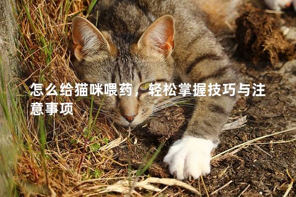 怎么给猫咪喂药，轻松掌握技巧与注意事项