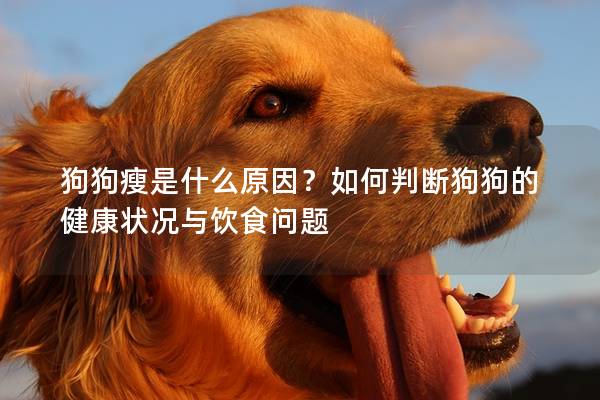 狗狗瘦是什么原因？如何判断狗狗的健康状况与饮食问题