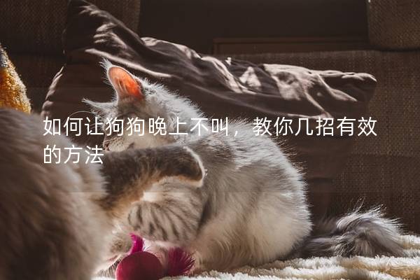 如何让狗狗晚上不叫，教你几招有效的方法