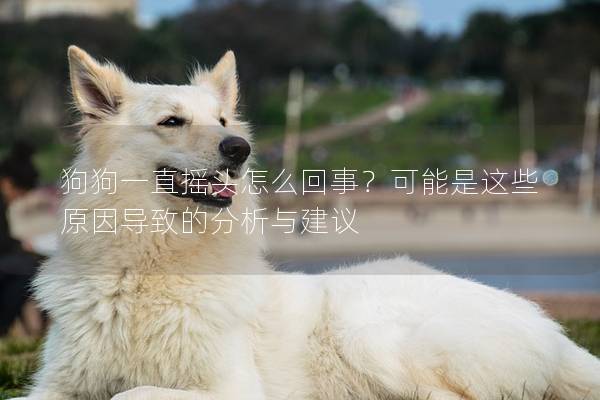 狗狗一直摇头怎么回事？可能是这些原因导致的分析与建议