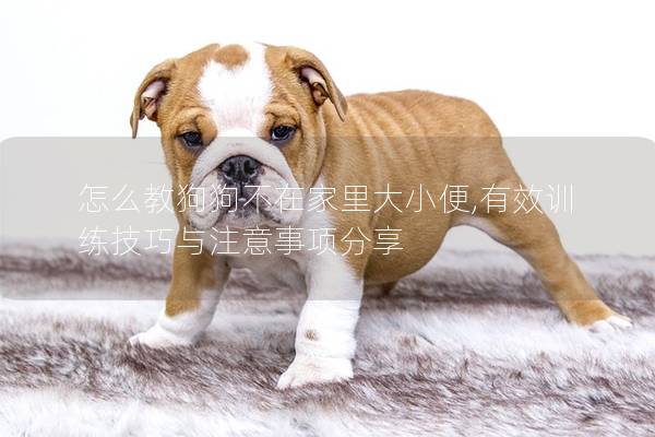 怎么教狗狗不在家里大小便,有效训练技巧与注意事项分享