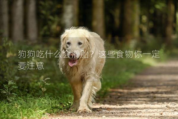 狗狗吃什么会滑胎？这些食物你一定要注意