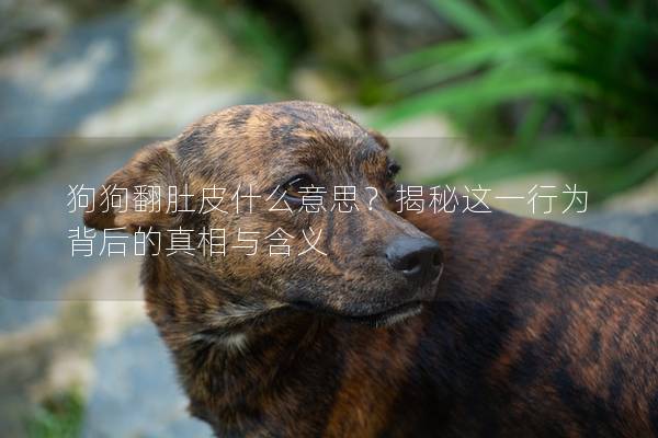 狗狗翻肚皮什么意思？揭秘这一行为背后的真相与含义