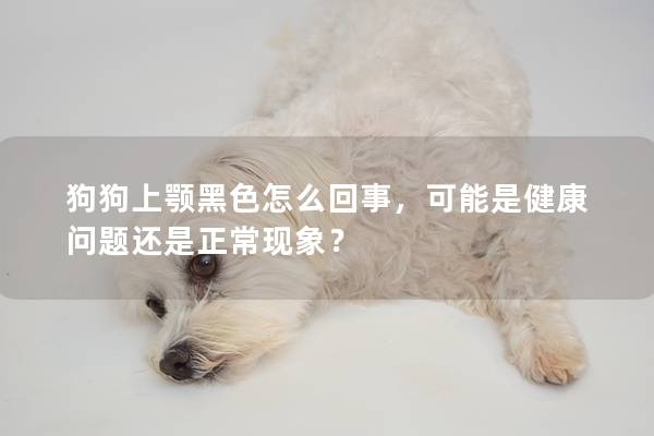 狗狗上颚黑色怎么回事，可能是健康问题还是正常现象？