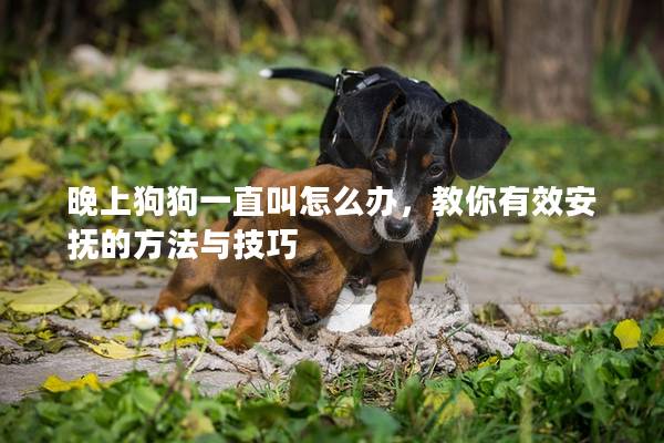 晚上狗狗一直叫怎么办，教你有效安抚的方法与技巧