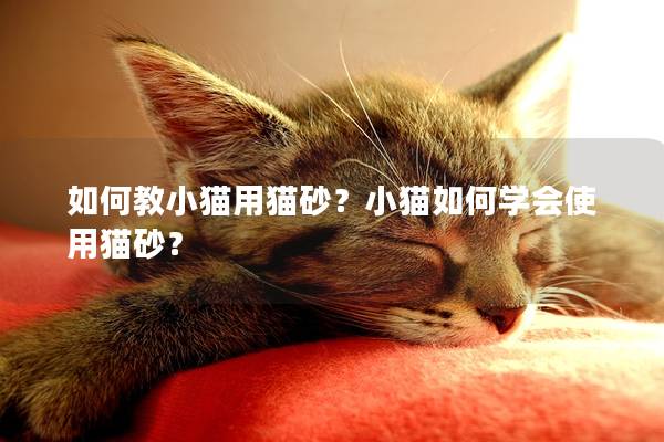如何教小猫用猫砂？小猫如何学会使用猫砂？