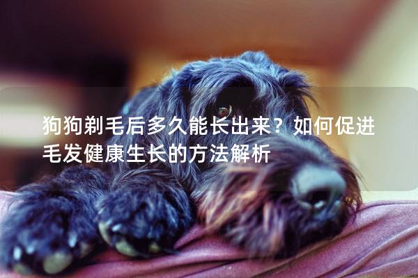 狗狗剃毛后多久能长出来？如何促进毛发健康生长的方法解析