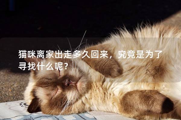猫咪离家出走多久回来，究竟是为了寻找什么呢？