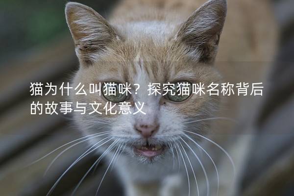 猫为什么叫猫咪？探究猫咪名称背后的故事与文化意义